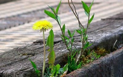 Asertividad. Aprende a decir «NO» y otras muchas cosas.