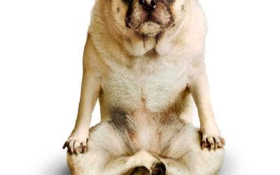 Doga, el Yoga para Perros. ¿Qué es? ¿Cómo se practica?