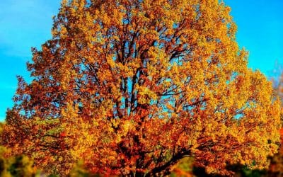 La naturaleza: calma al alma