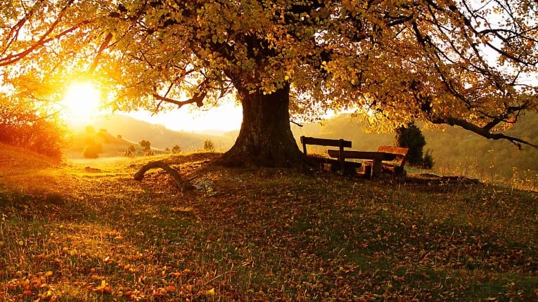 ÁRBOL GENEALÓGICO